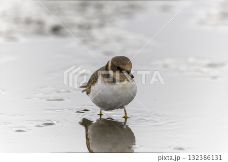 レンコン畑で餌を探すコチドリ 132386131