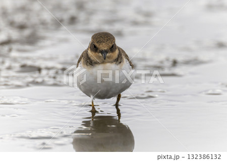 レンコン畑で餌を探すコチドリ レンコン畑で餌を探すコチドリ 132386132