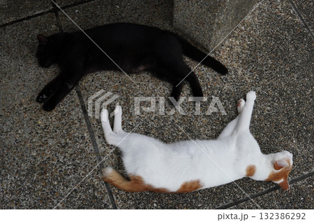 コロニーで暮らすお昼寝する猫 コロニーで暮らすお昼寝する猫 132386292