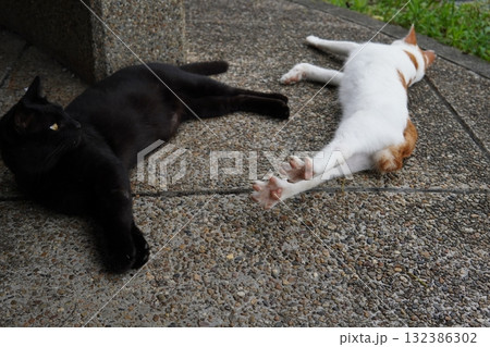 コロニーで暮らすお昼寝する猫 コロニーで暮らすお昼寝する猫 132386302