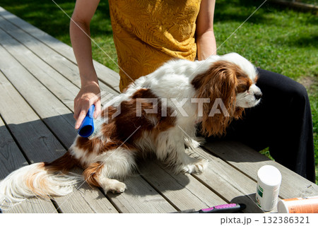 Brushing a tricolor cavalier king charles spaniel outdoors Brushing a tricolor cavalier king charles spaniel outdoors 132386321