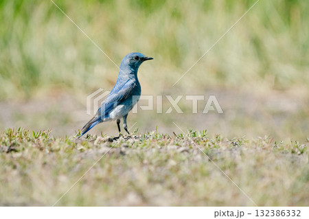 青い鳥2 132386332