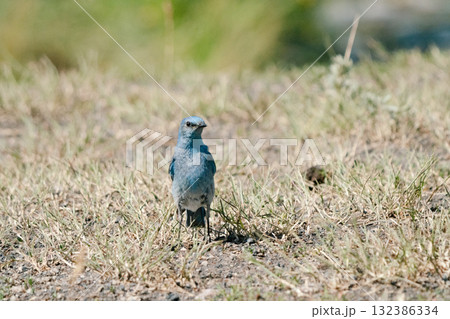 青い鳥4 132386334