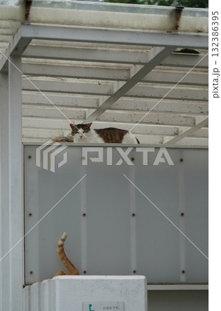 駐車場で昼寝する可愛い茶トラ猫 駐車場で昼寝する可愛い茶トラ猫 132386395