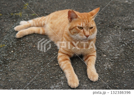 駐車場で昼寝する可愛い茶トラ猫 132386396