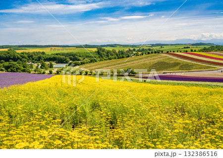 四季彩の丘 132386516