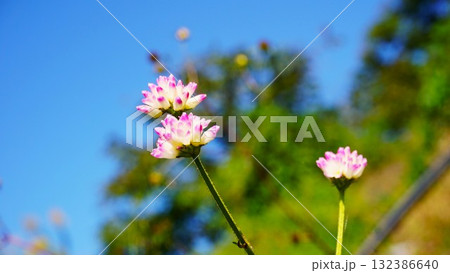 ミゾソバの花 ミゾソバの花 132386640
