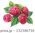 Ripe Raspberries with Leaves:  on Transparent Background, PNG. Illustration 132386730