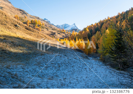 Mountain, Frost on Slope and Yellow Golden Larches in Autumn. Switzerland 132386776