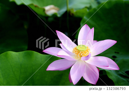 田園でみたハスの花 田園でみたハスの花 132386793