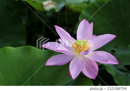 田園でみたハスの花 132386794