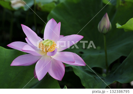 田園でみたハスの花 132386795