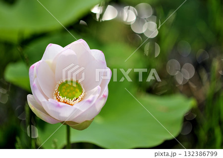 田園でみたハスの花 132386799