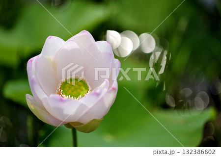 田園でみたハスの花 田園でみたハスの花 132386802