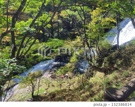 奥日光 湯滝 奥日光 湯滝 132386814