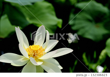 田園でみたハスの花 132386823