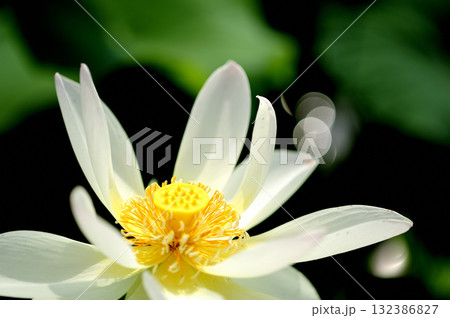 田園でみたハスの花 田園でみたハスの花 132386827