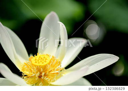 田園でみたハスの花 田園でみたハスの花 132386829