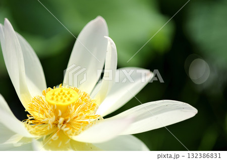 田園でみたハスの花 田園でみたハスの花 132386831