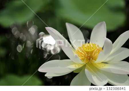 田園でみたハスの花 132386841