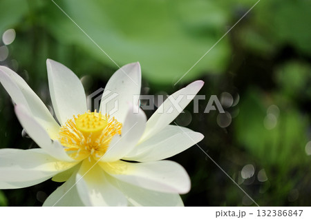 田園でみたハスの花 田園でみたハスの花 132386847
