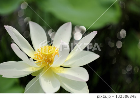 田園でみたハスの花 田園でみたハスの花 132386848