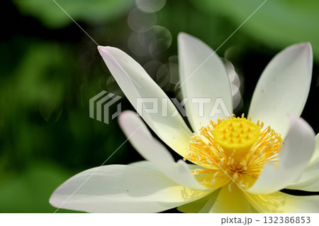 田園でみたハスの花 田園でみたハスの花 132386853