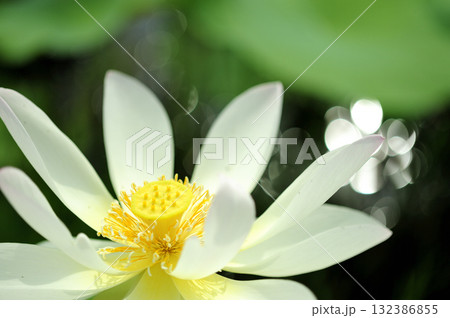 田園でみたハスの花 田園でみたハスの花 132386855