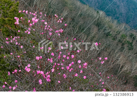 アカヤシオツツジ咲く両神山・八丁尾根 アカヤシオツツジ咲く両神山・八丁尾根 132386913
