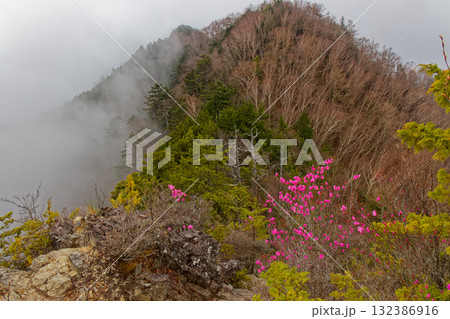 霧に煙る両神山・八丁尾根とアカヤシオツツジ 132386916
