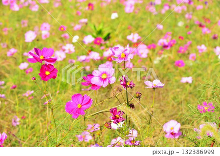 新潟県小千谷市三仏生のコスモス花畑 新潟県小千谷市三仏生のコスモス花畑 132386999