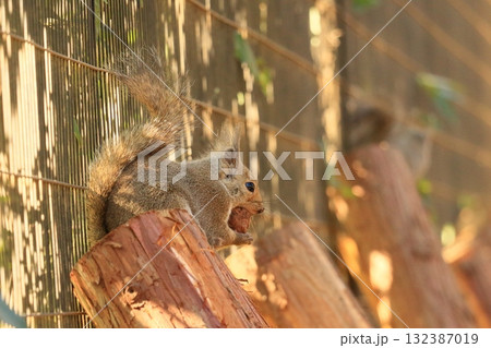 餌を咥えるニホンリス 餌を咥えるニホンリス 132387019