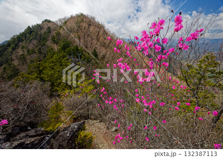 アカヤシオツツジ咲く両神山八丁尾根・東岳から山頂方面を望む 132387113