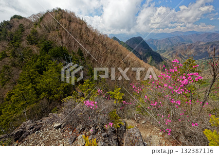 アカヤシオツツジ咲く両神山八丁尾根・東岳から山頂方面を望む 132387116