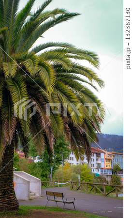 A beautiful, large palm tree stands in a tranquil park in the charming town of Arriondas, Asturias, Spain 132387130
