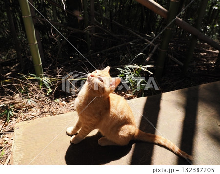 可愛い子猫が無邪気に遊ぶ 可愛い子猫が無邪気に遊ぶ 132387205