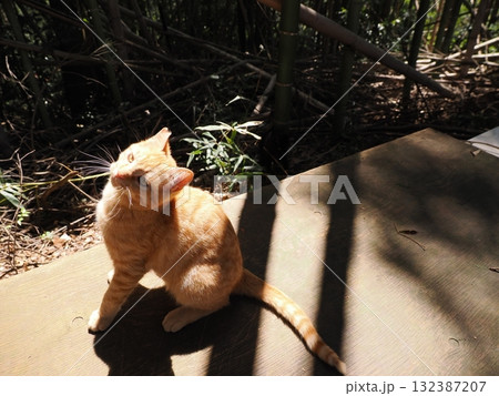 可愛い子猫が無邪気に遊ぶ 132387207