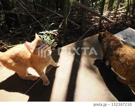 可愛い子猫が無邪気に遊ぶ 132387210