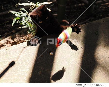 可愛い子猫が無邪気に遊ぶ 132387222