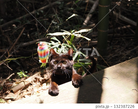 可愛い子猫が無邪気に遊ぶ 可愛い子猫が無邪気に遊ぶ 132387226