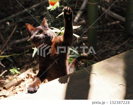 可愛い子猫が無邪気に遊ぶ 可愛い子猫が無邪気に遊ぶ 132387228