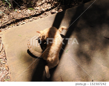 可愛い子猫が無邪気に遊ぶ 132387242