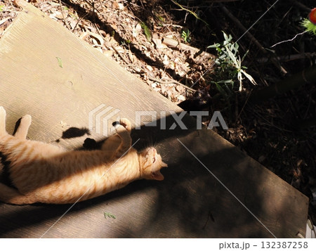 可愛い子猫が無邪気に遊ぶ 132387258