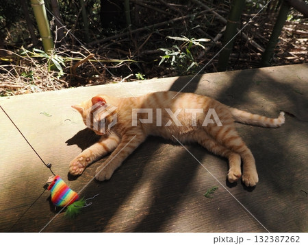 可愛い子猫が無邪気に遊ぶ 可愛い子猫が無邪気に遊ぶ 132387262