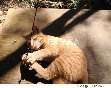 可愛い子猫が無邪気に遊ぶ 132387269