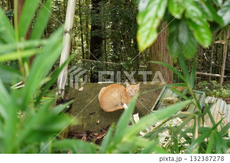可愛い子猫が無邪気に遊ぶ 132387278
