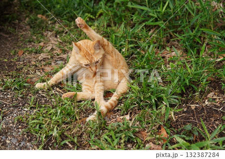 可愛い子猫が無邪気に遊ぶ 可愛い子猫が無邪気に遊ぶ 132387284