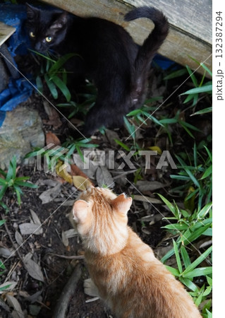 可愛い子猫が無邪気に遊ぶ 可愛い子猫が無邪気に遊ぶ 132387294