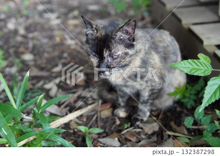 可愛い子猫が無邪気に遊ぶ 132387298