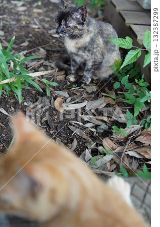 可愛い子猫が無邪気に遊ぶ 可愛い子猫が無邪気に遊ぶ 132387299